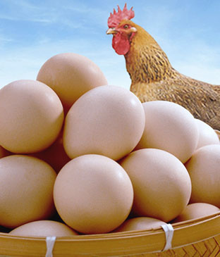 蛋品家禽、现货信息